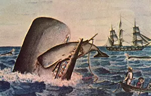 Protects: Whale Protects Calf