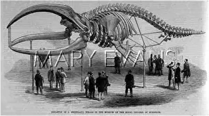 Anatomy: WHALE SKELETON