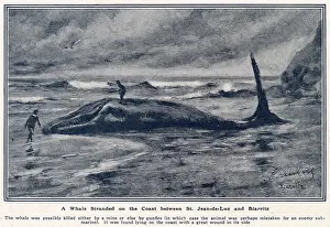 Mistaken: Whale stranded between St. Jean-de-Luz and Biarritz