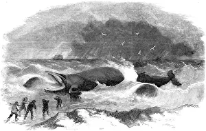 Gales: Whale Stranded at Winterton, Norfolk 1857