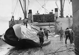 Whaling: Whale on a whaling ship, 1938