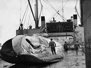 Whaling: Whale on a whaling ship, 1938