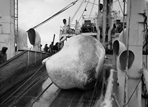 Hunted: Whale on a whaling ship, 1938