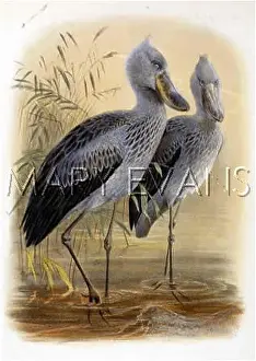 Balaeniceps: WHALEHEADED STORK