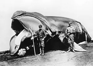 Whales: Whalers, 1908