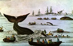 Whales: Whalers in Small Boats