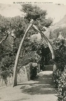 Whales: Whale's Jaw Arch, Gibraltar