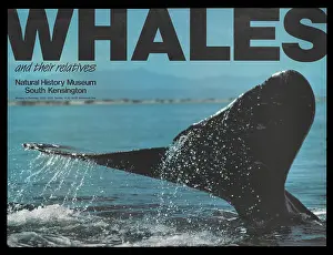 Relative: Whales and their relatives
