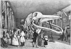 Anatomy: WHALES SKELETON IN PARIS