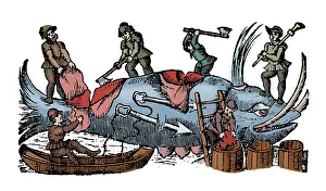 Whaling: Whaling, 16th Century
