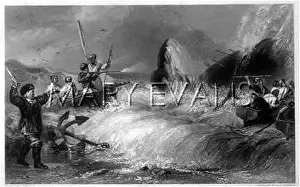 Harpoons: WHALING IN 1837