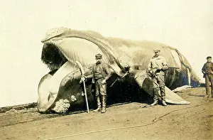 Whaling: Whaling