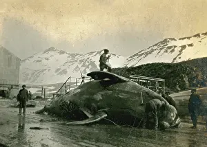 Whaling: Whaling