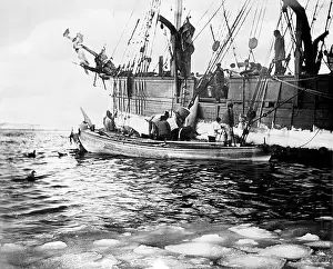 Whaling: Whaling boats