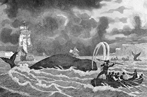 Harpoon: WHALING IN CANADA