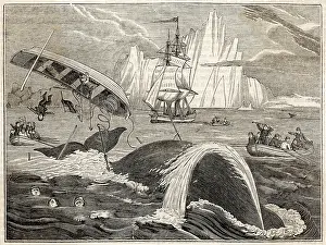 Harpoons: Whaling - Crew in Danger