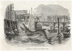 Whaling: WHALING IN DEPTFORD