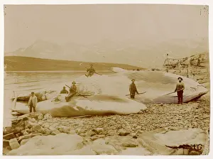 Hooks: WHALING/LANDED WHALES