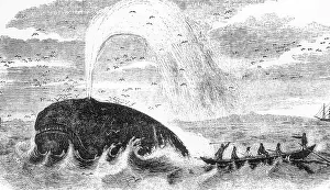 Whaling: Whaling in the mid 19th century