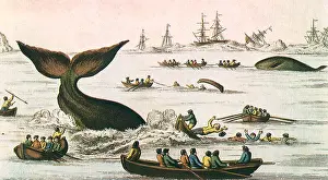 Whaling: Whaling Scene
