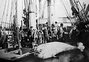 Whaler: Whaling ship in the Arctic - crew with whale on deck