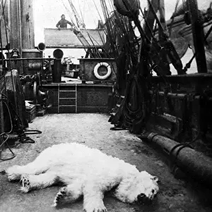 Whaler: Whaling ship in the Arctic with dead polar bear