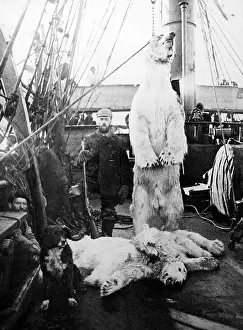 Whaler: Whaling ship in the Arctic with dead polar bear and cubs