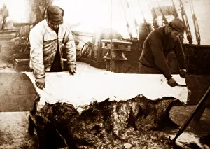 Skinning: Whaling ship in the Arctic, skinning apolar bear
