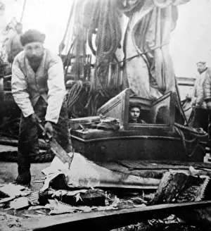 Whalebone: Whaling ship, removing the whalebone
