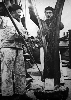 Stripping: Whaling ship, stripping the flesh