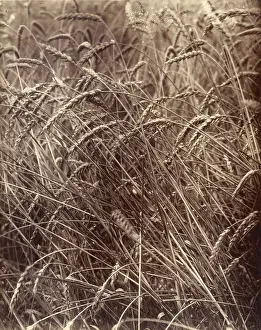 Eugne: Wheat, Atget, 1900