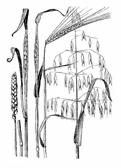 Lilley: Wheat, Barley, Oats