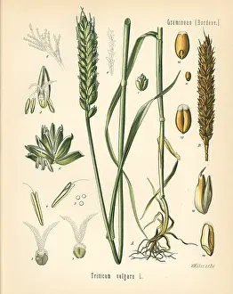 Kohler: Wheat or bread wheat, Triticum vulgare