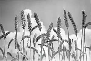 Shulepov: Wheat ears, 1970