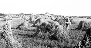 Prairies: Wheat field, Prairies, Canada