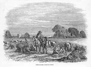 Tasks: WHEAT HARVEST 1846