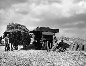 Bagged: WHEAT HARVEST
