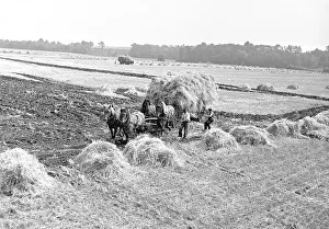 Velen: Wheat harvest