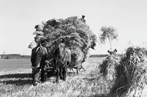 Bundled: Wheat harvest