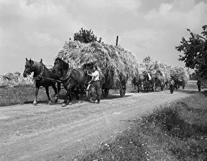 Velen: Wheat harvest