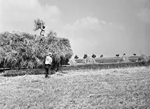 Velen: Wheat harvest