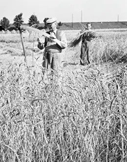 Sharpens: Wheat harvest