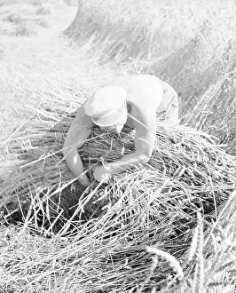 Bundled: Wheat harvest