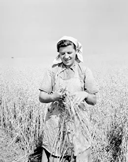 Bundled: Wheat harvest
