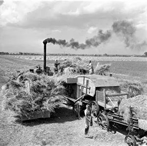 Thrashing: Wheat harvest