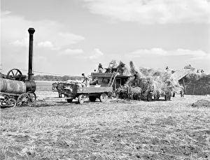 Thrashing: Wheat harvest