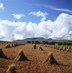 Stooks: WHEAT HARVEST