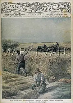 Exalting: WHEAT HARVEST, ITALY