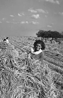Velen: Wheat harvest - suntanned