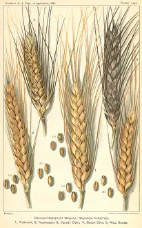 Cereals: Wheat Stalks
